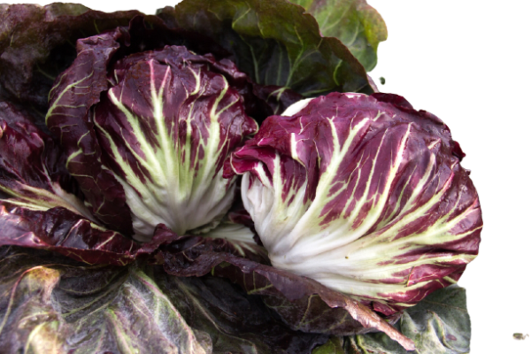 Radicchio Rouge de Vérone