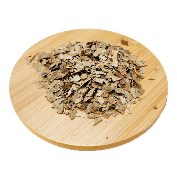 Frêne - Fraxinus excelsior