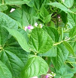Haricot Nain Mangetout Roi des Belges