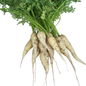 Carotte Blanche de Kuttingen