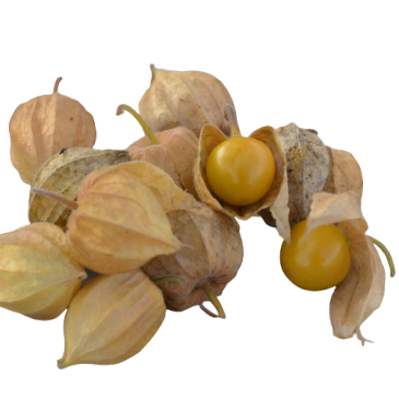 Physalis Cerise de Terre
