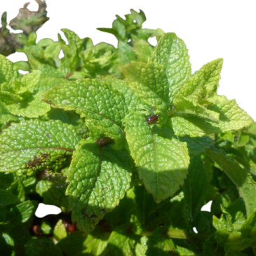 Menthe, type marocaine