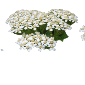 Achillée Millefeuille