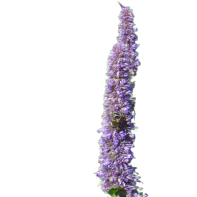 Agastache