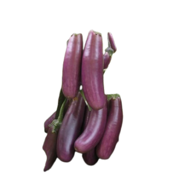 Aubergine Pusa Purple Cluser