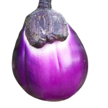 Aubergine Rotonda Blanca