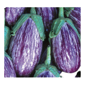Aubergine Skoutari