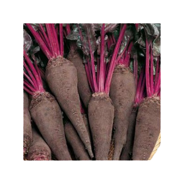 Betterave Rouge Crapaudine