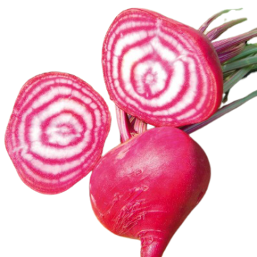 Betterave rouge de Chioggia