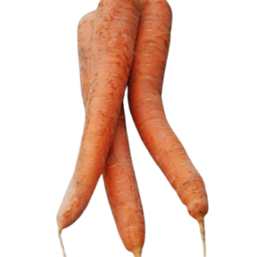 Carotte de Carentan