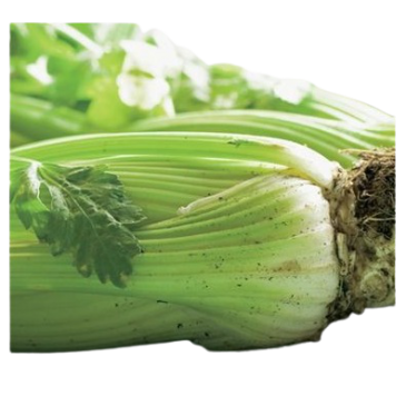 Céléri à Côtes Blanc Pascal