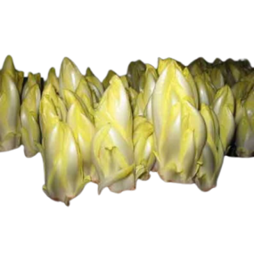 Chicorée Endive de Bruxelles