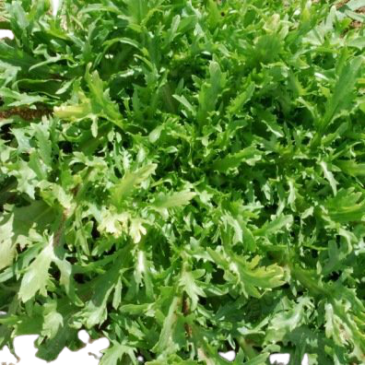 Chicorée Frisée Fine de Louviers