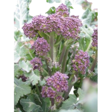 Chou Fleur Violet de Sicile