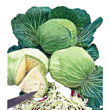 Chou Cabus Blanc Quintal d'Alsace