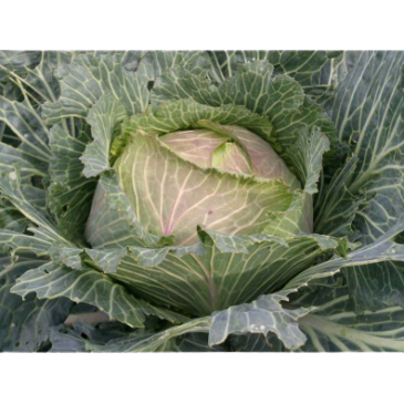 Chou de Milan de Pontoise
