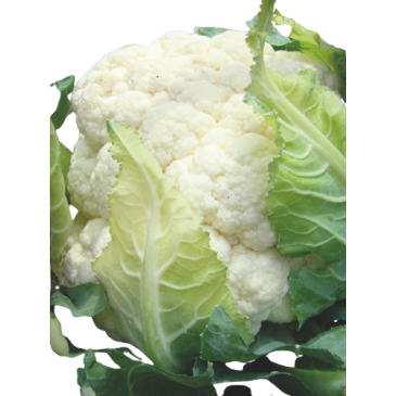 Chou Fleur Neckarperle