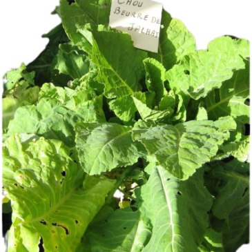 Chou Frisé Beurré de Jalhay