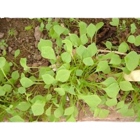 Claytone de Cuba - Pourpier d'hiver