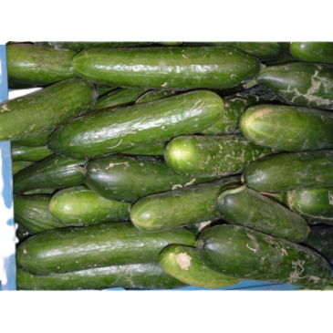 Concombre Rollison'S Telegraph