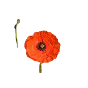 Coquelicot des Champs