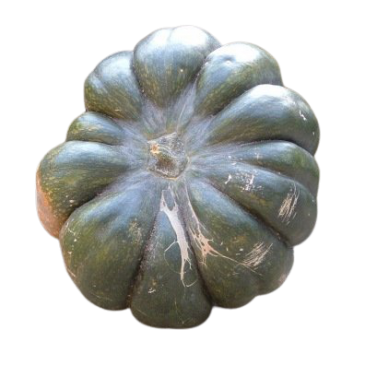 Courge musquée de Provence