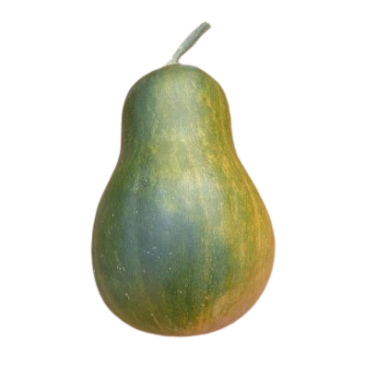 Courge Musquée Sucrine du Berry