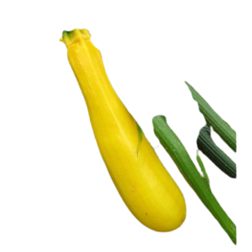 Courgette Gold Rush