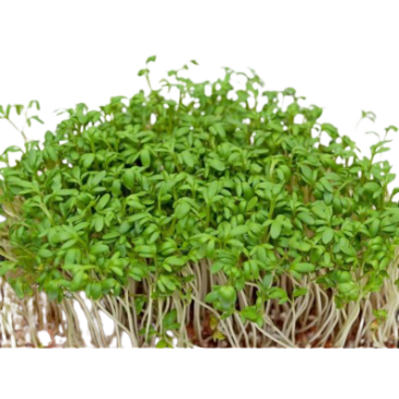 Cresson Alénois à Larges Feuilles