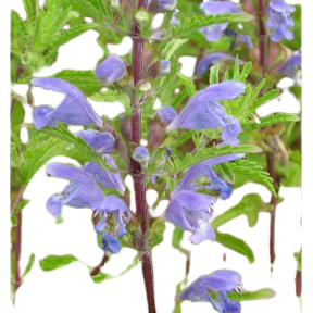 Dracocephale de Moldavie