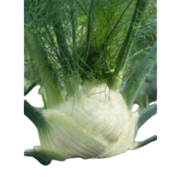 Fenouil Doux Zela Fino