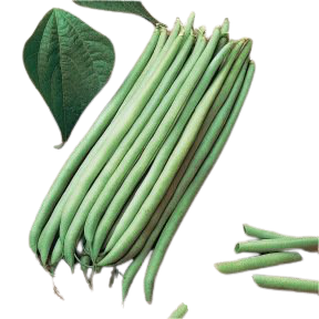 Haricot Nain Mangetout Argus