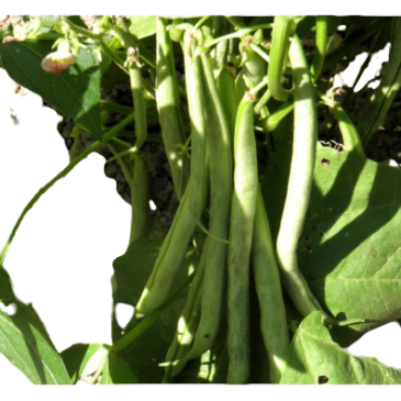 Haricot Nain Mangetout Codair