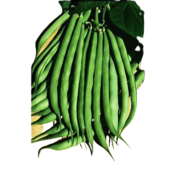 Haricot Nain Mangetout Calvy