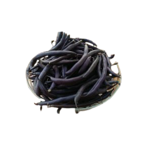 Haricot nain mangetout Purple Teepee