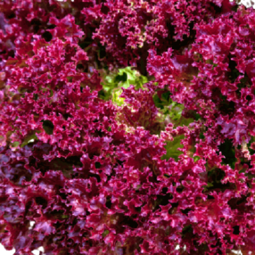 Laitue à couper Lollo Rossa