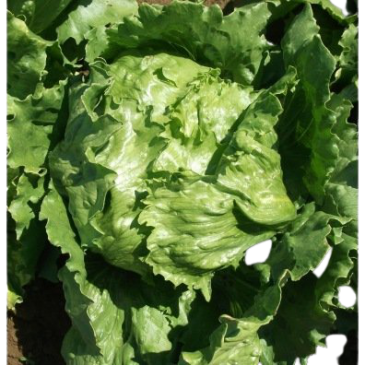 Laitue batavia Beaujolaise