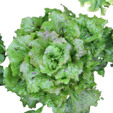 Laitue Pommée d'Hiver de Trémont