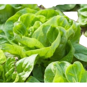 Laitue Pommée Gotte d'Or