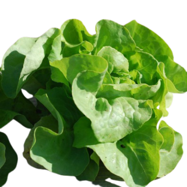 Laitue pommée la Première