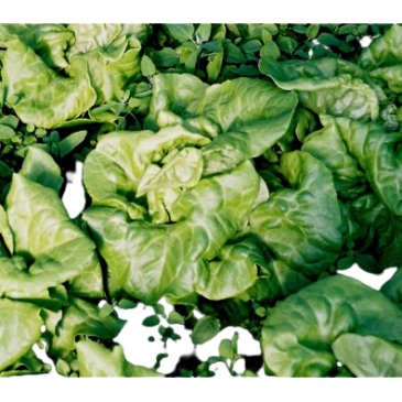 Laitue Pommée d'Appia
