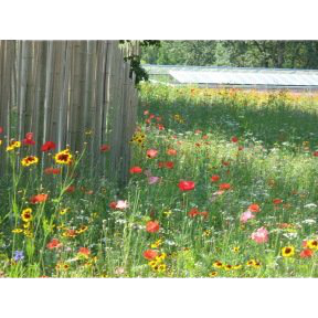 Mélange Prairie Fleurie