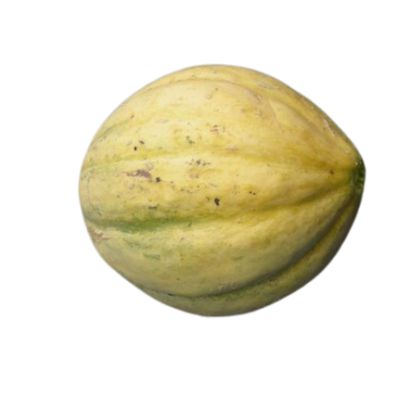 Melon Vieille France