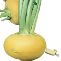 Navet jaune Boule d'Or