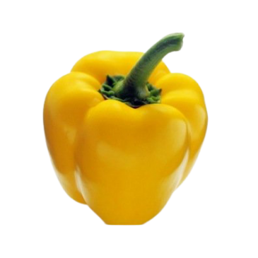 Poivron Doux Quadrato d'Asti Giallo