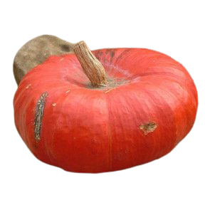 Potiron Rouge Vif d'Etampes