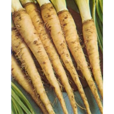 Salsifis Blanc Amélioré