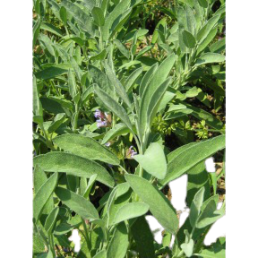 Sauge Officinale
