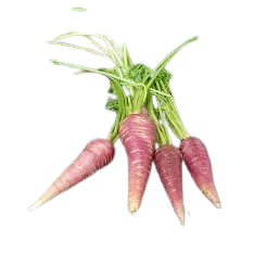 Carotte Violette Gniff