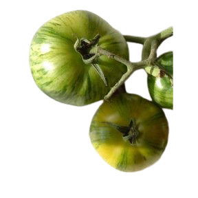 Tomate Green Zebra